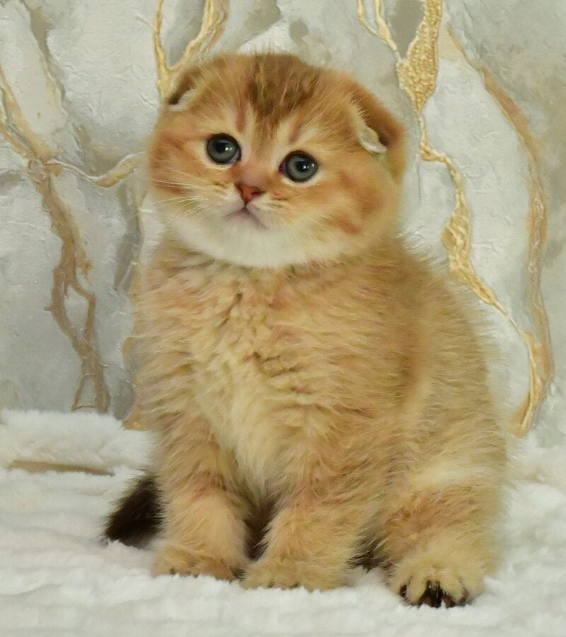 Josie Scottish Fold female, chocolate golden shaded