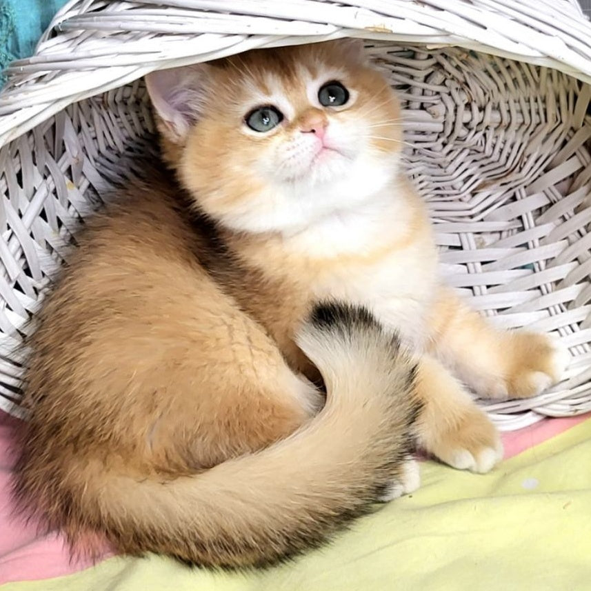 Zara British Shorthair female, black golden shaded