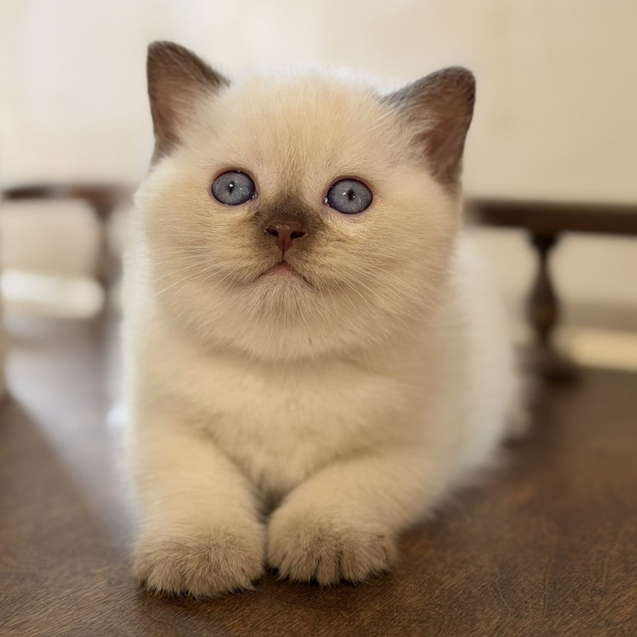 Statham British Shorthair male, chocolate pointed
