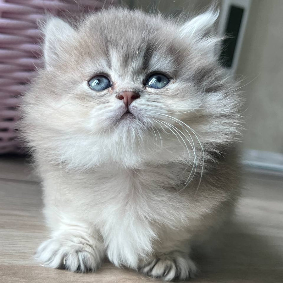 Patrisia Munchkin female, blue golden shaded
