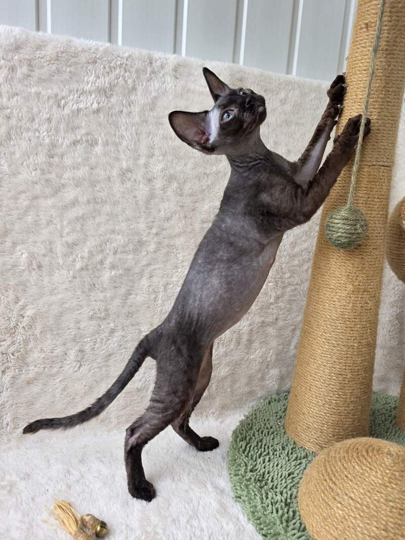 Carmensita Devon Rex female black - live animals