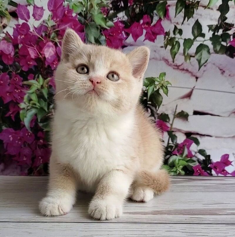 Uno British Shorthair male cream bicolour - live animals
