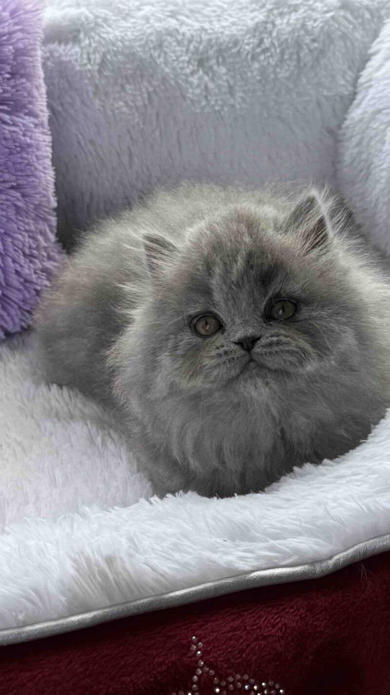 Yasia Scottish Straight female, blue