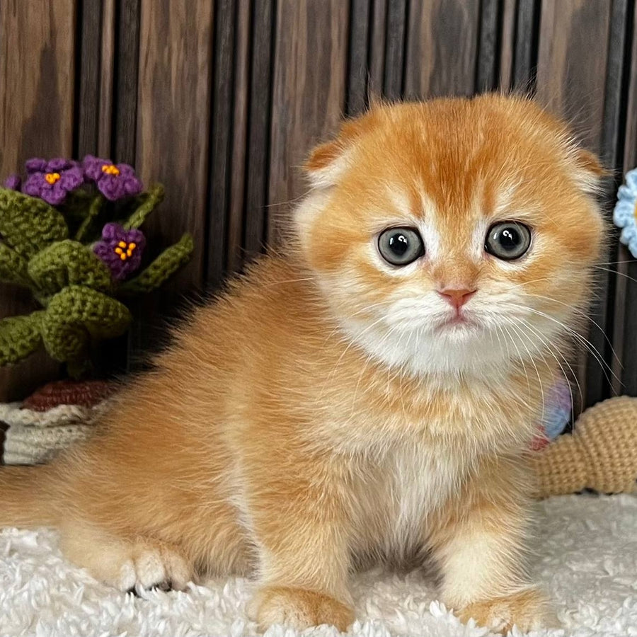 Nala Scottish Fold female, black golden chinchilla