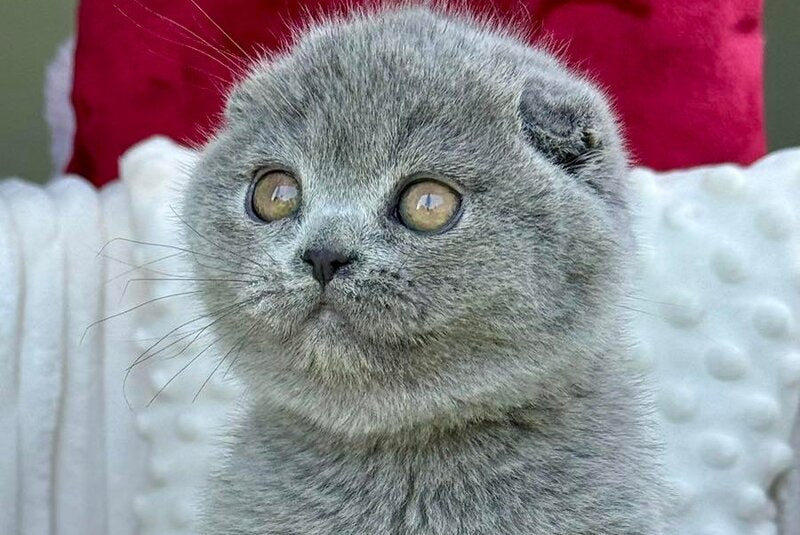 Toby Scottish Fold male, blue