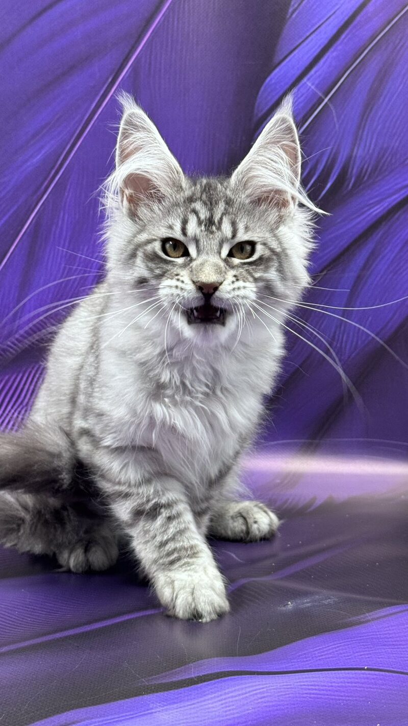 Marcel Maine Coon male, black silver tabby