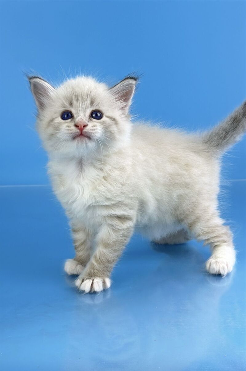 Winston Siberian male seal tabby pointed with white - live animals