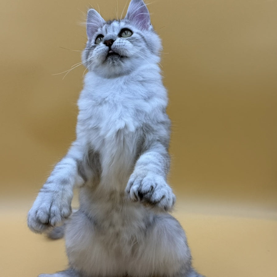 Michelina Maine Coon polydactyl 6x6x6x6 female, black silver spotted tabby