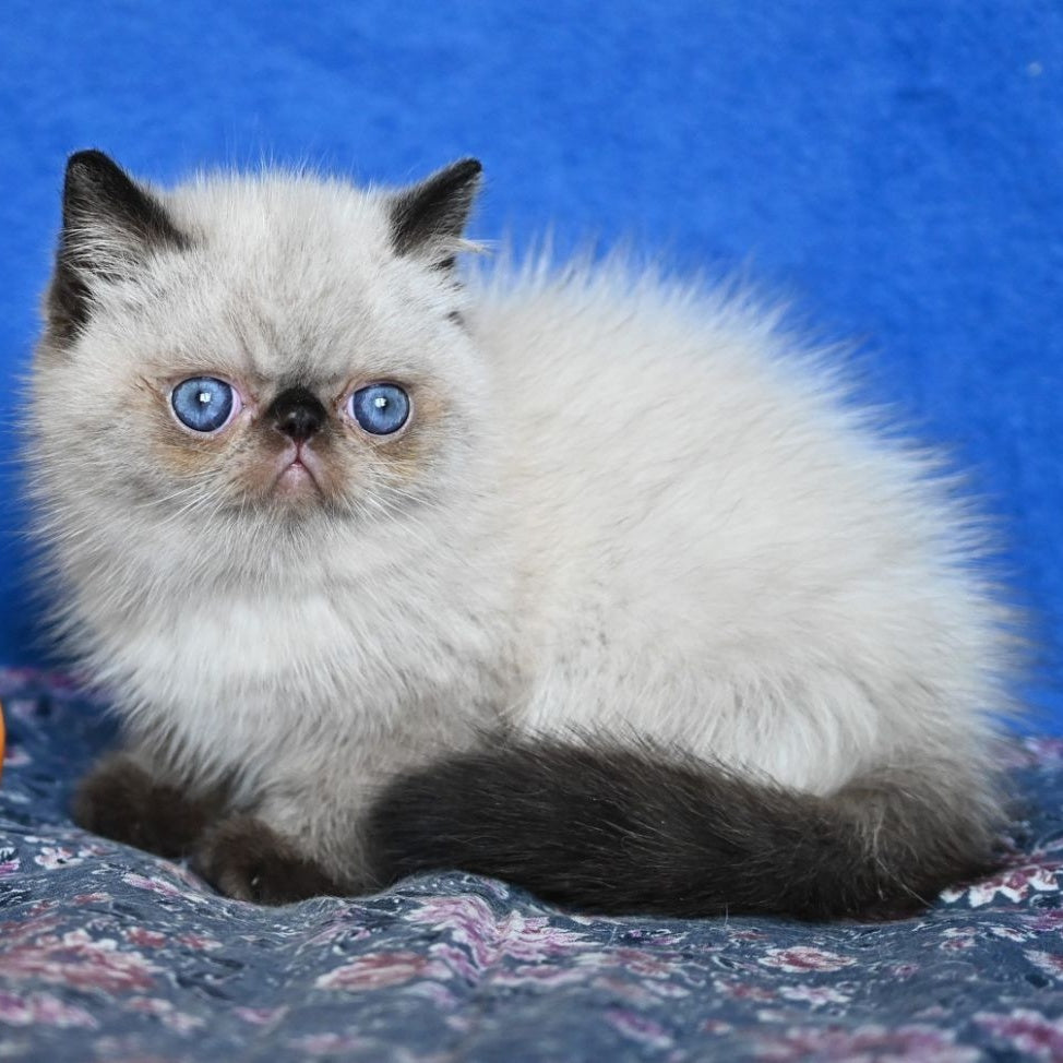 Aston Exotic male, black pointed