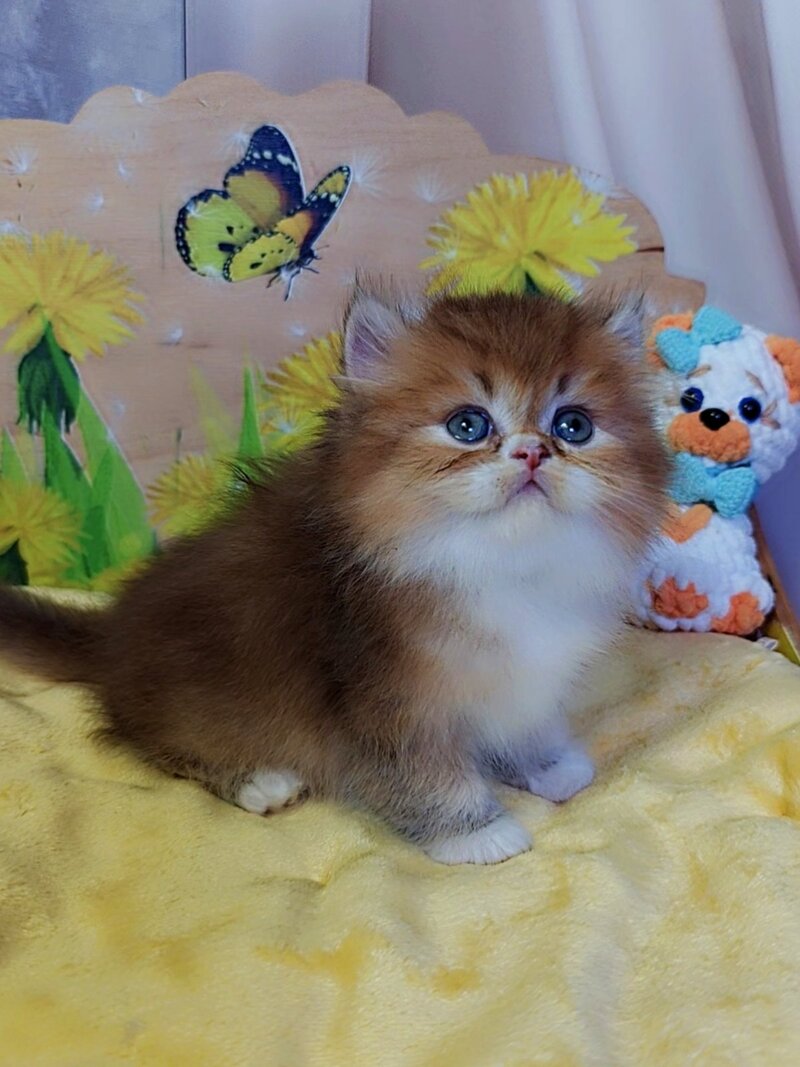 Nox British Longhair male, chocolate golden ticked tabby