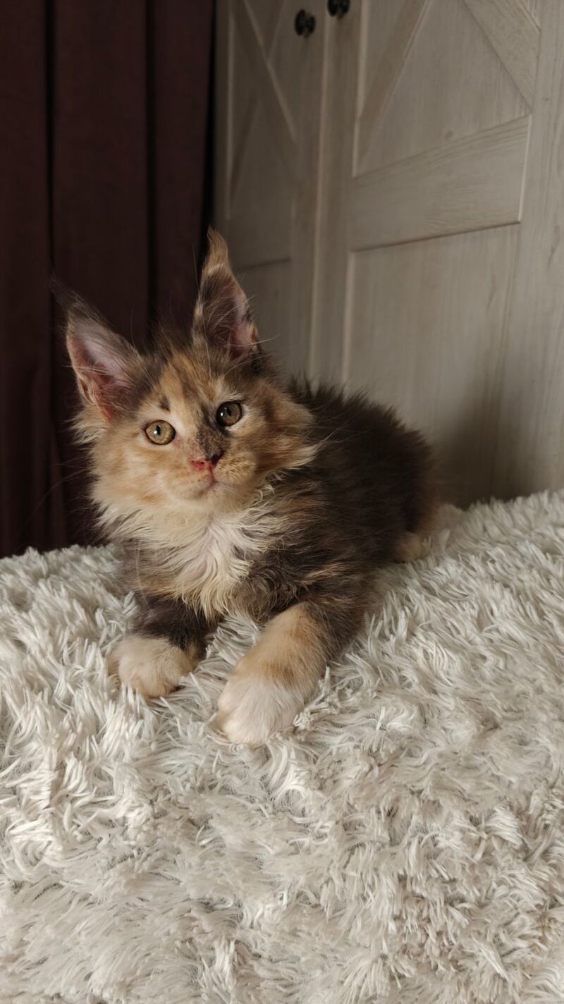 Quintara Maine Coon female blue tortie tabby bicolour live animals
