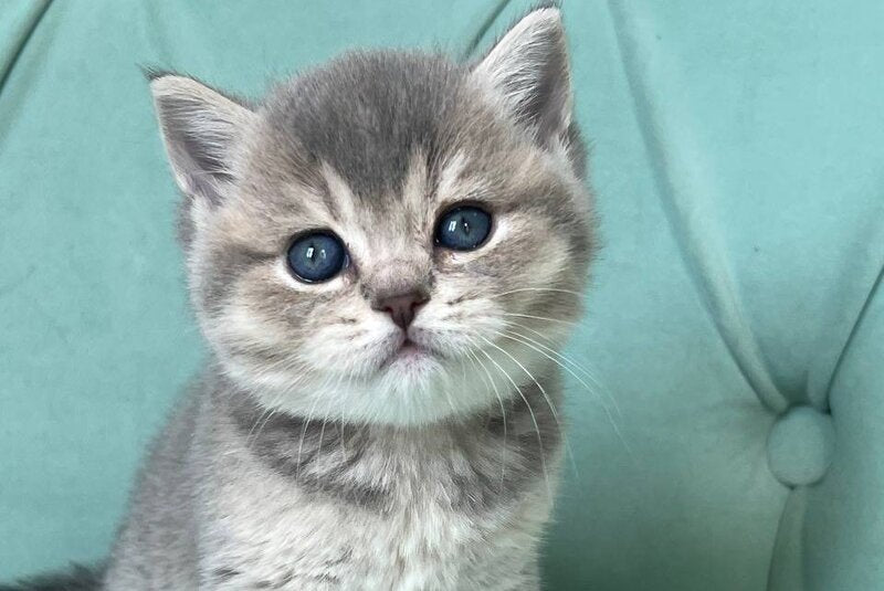 Dora Scottish Straight female, blue ticked tabby