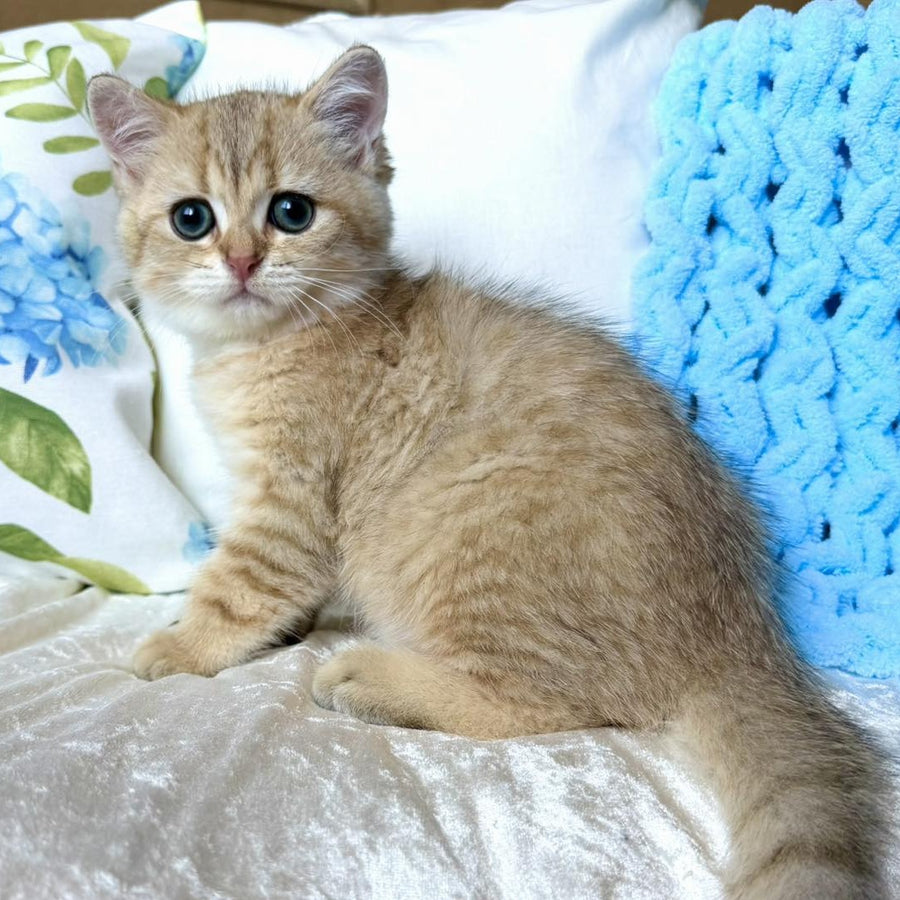 Cocos British Shorthair male, black golden spotted tabby