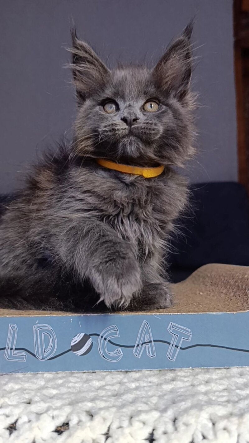 Prince Maine Coon male blue - live animals