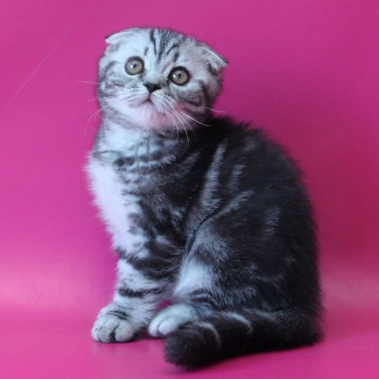 Sofi Scottish Fold female, black silver tabby