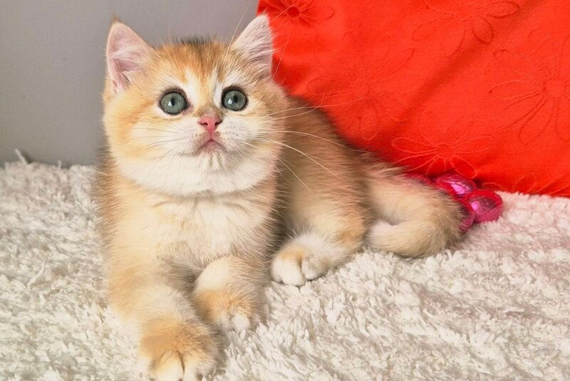 Mirabella British Shorthair female black golden chinchilla - live animals