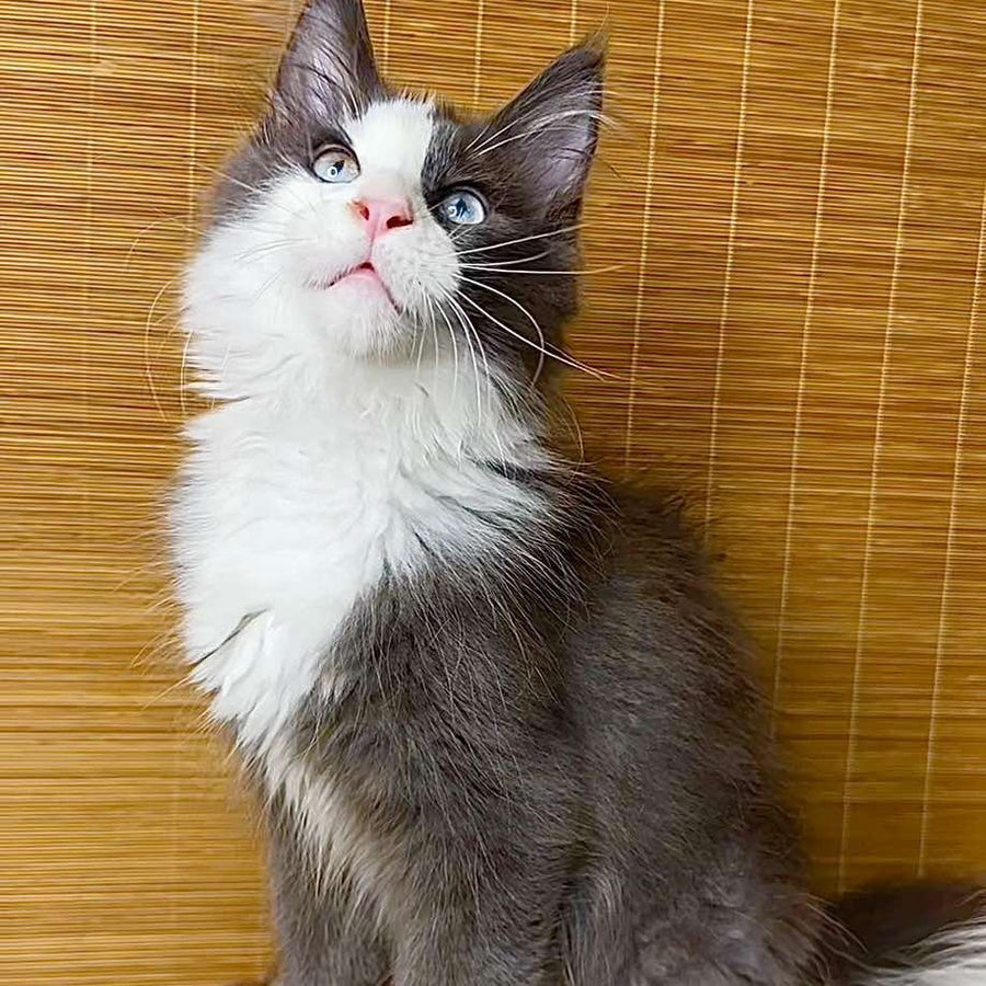 Lel Maine Coon male, blue bicolour