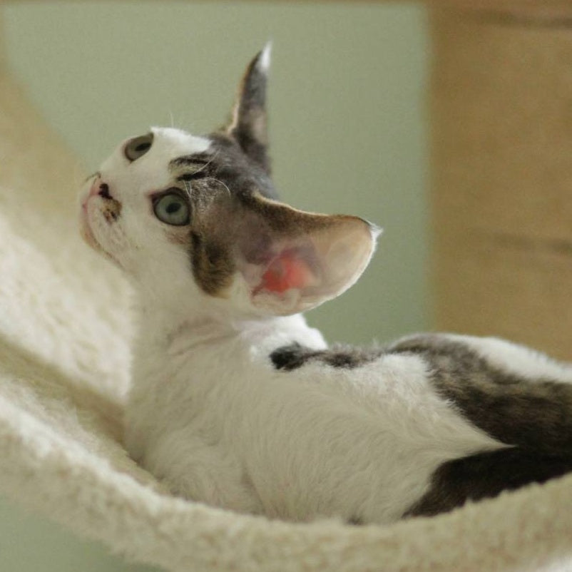 Ophelia Devon Rex female, black spotted tabby bicolour