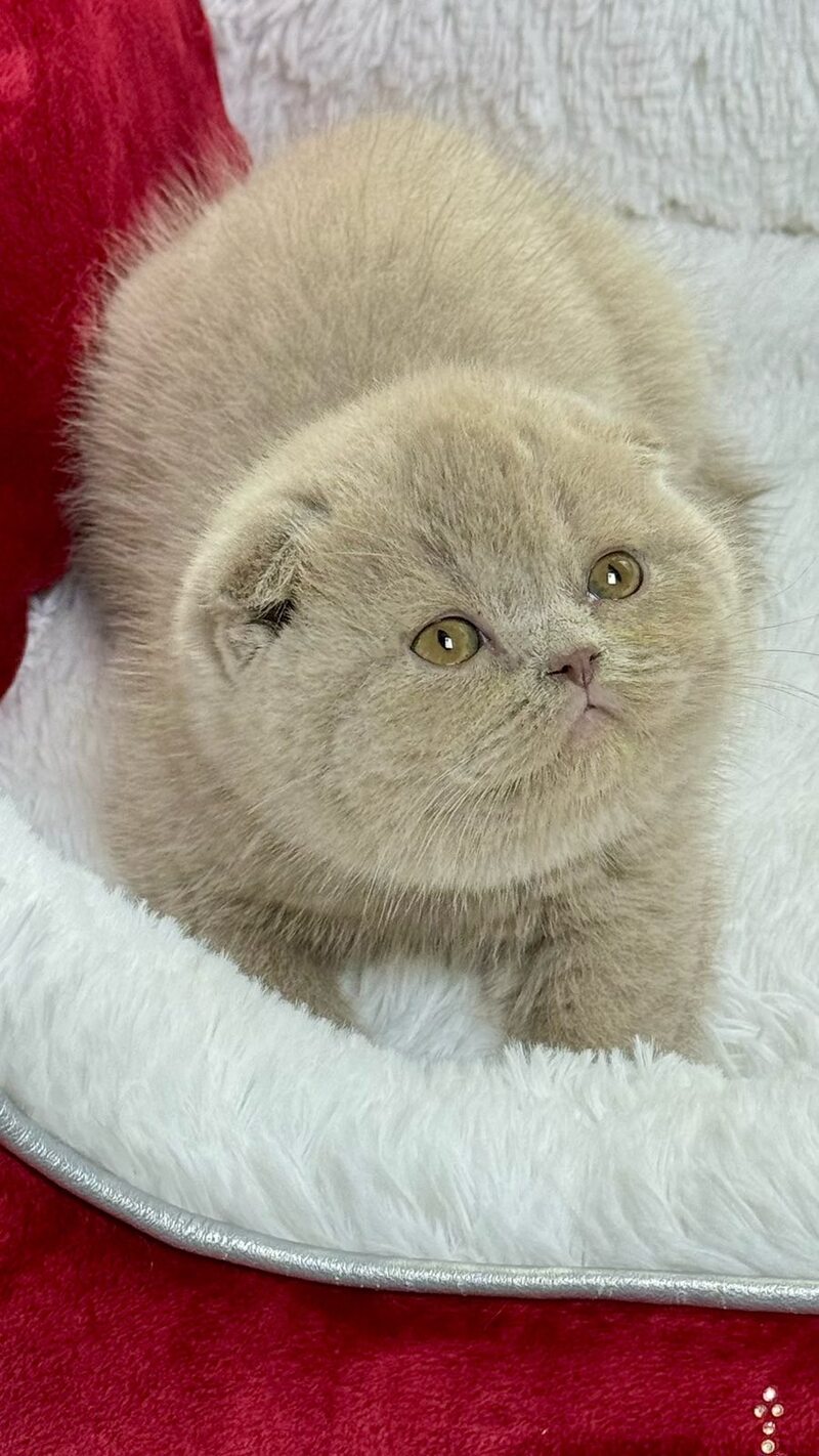 Boris Scottish Fold male, lilac