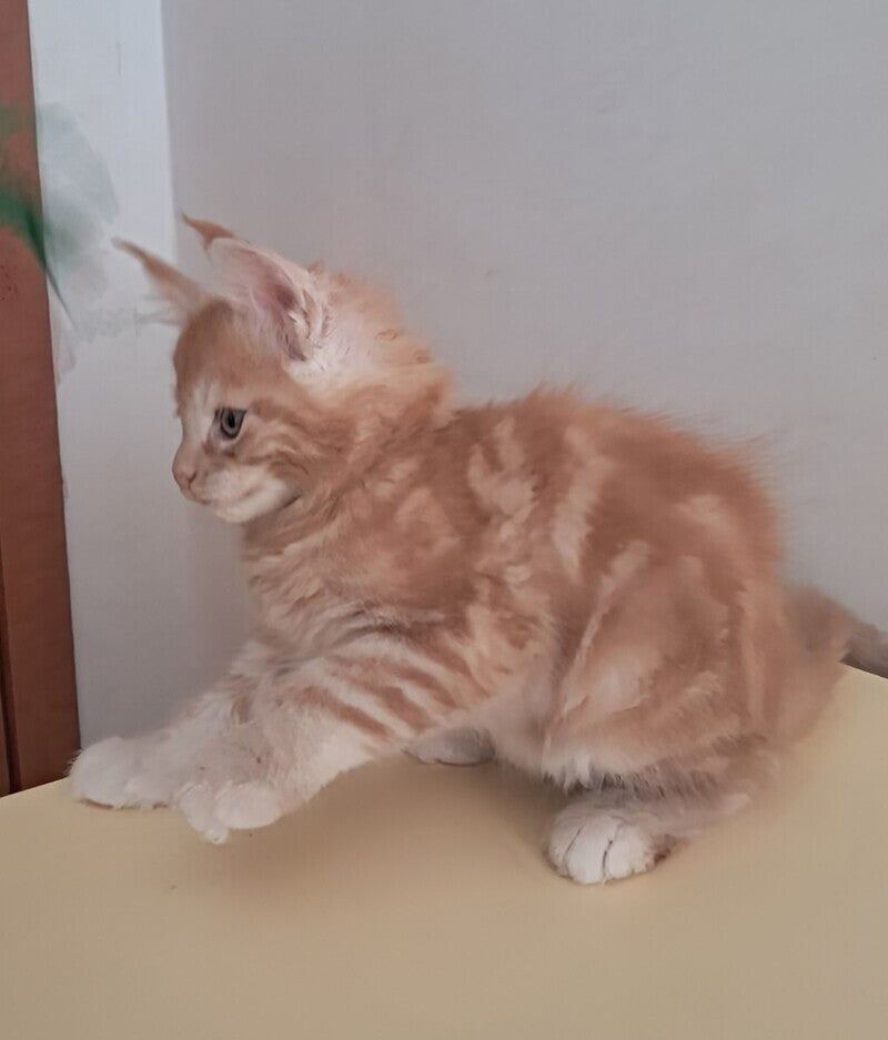Charlie Maine Coon male, red silver tabby