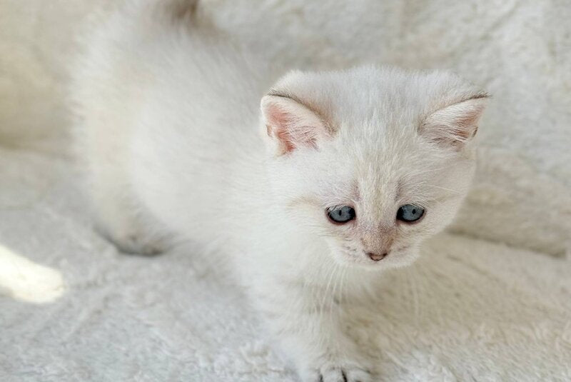 Zoi Munchkin female, black golden shaded pointed