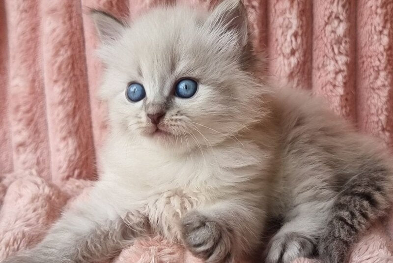 Zahar Siberian male blue tabby pointed - live animals