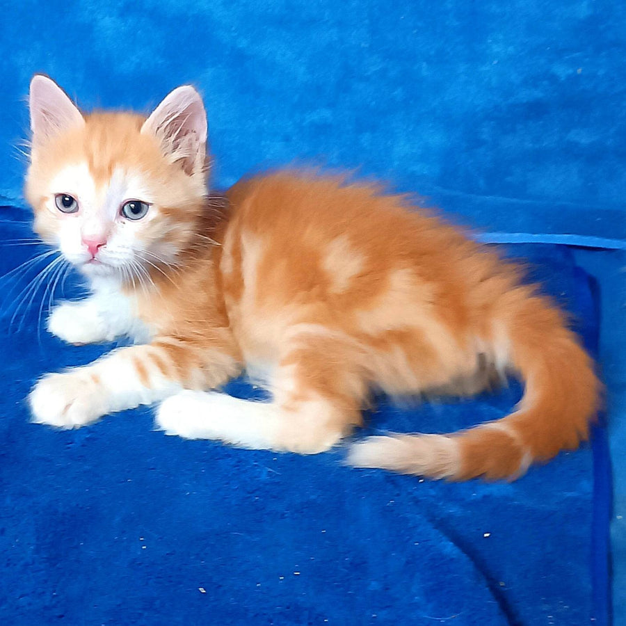 Elizabet Siberian female, red tabby with white