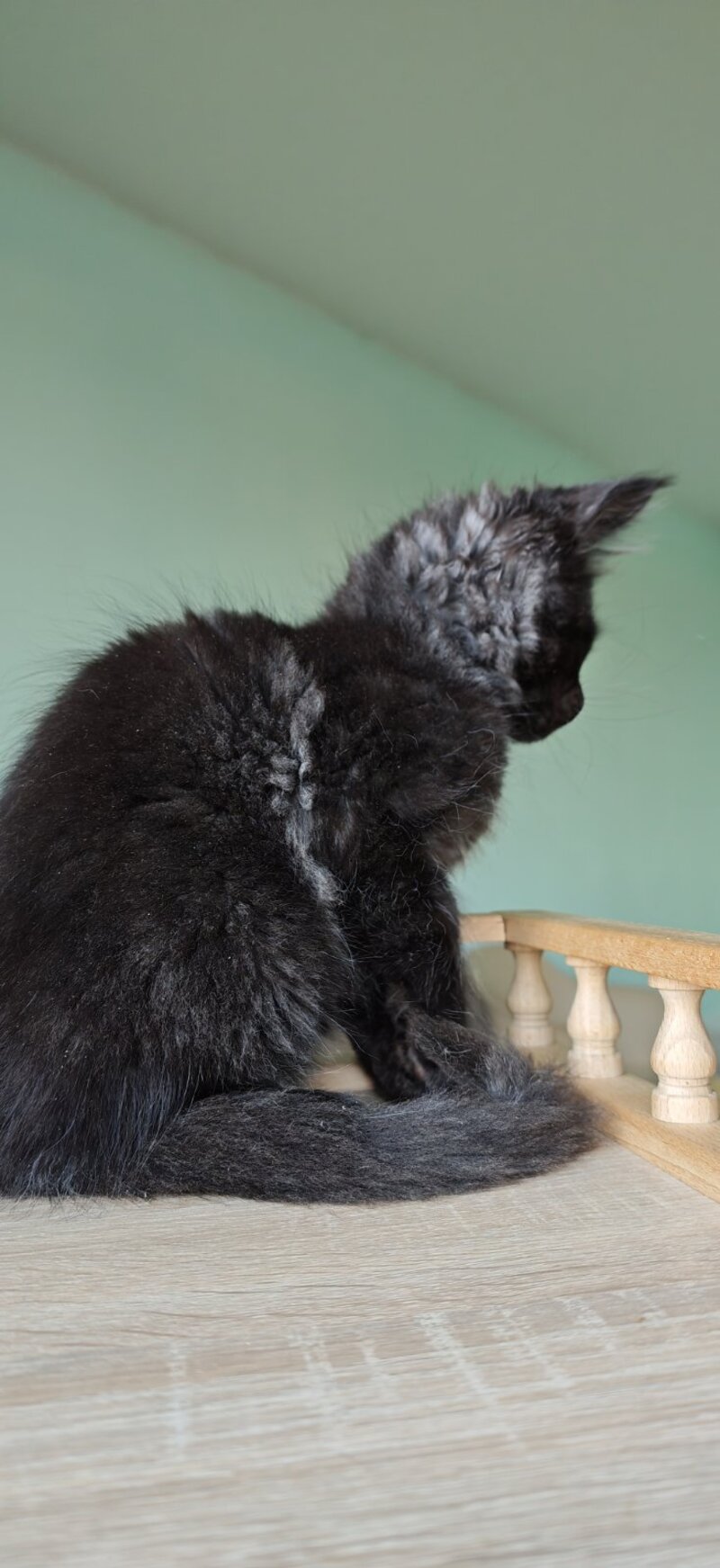 Genry Maine Coon male, black