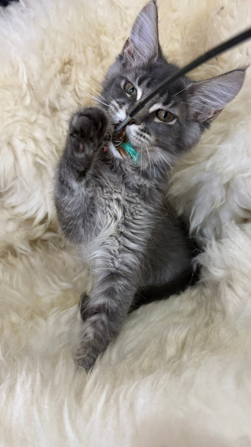 Quest Maine Coon male, blue ticked tabby