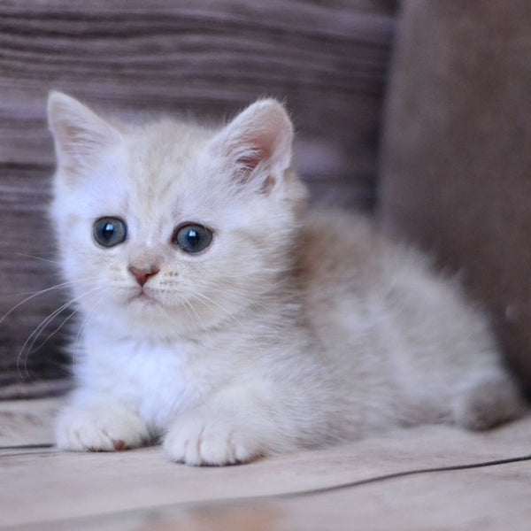 Holly British Shorthair female, blue silver tabby
