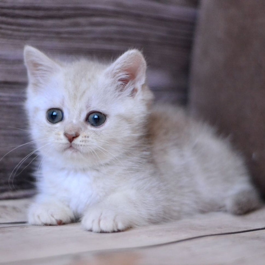 Holly British Shorthair female, blue silver tabby