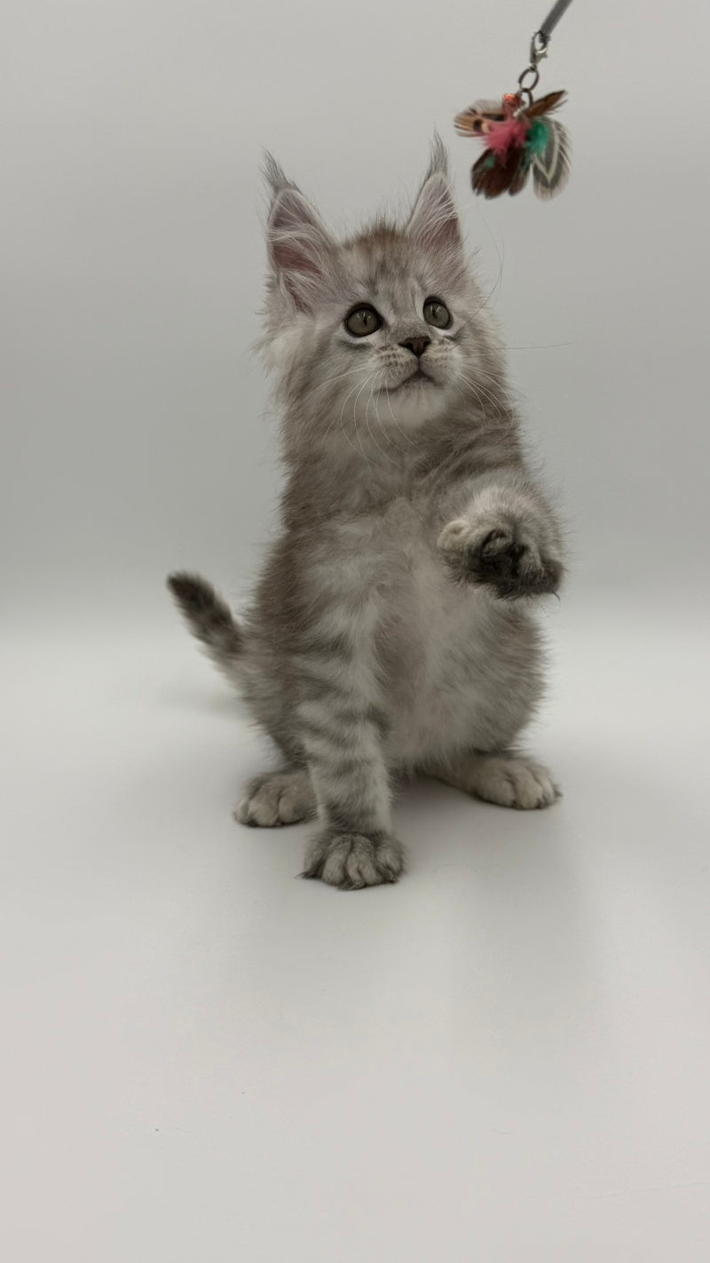 Million Maine Coon male, black silver spotted tabby