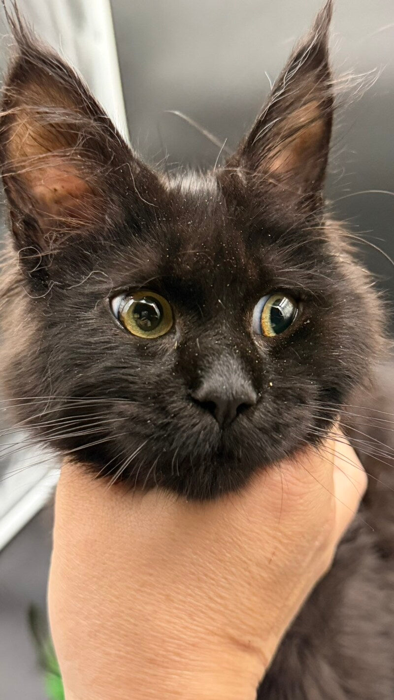 Wanda Maine Coon female, black