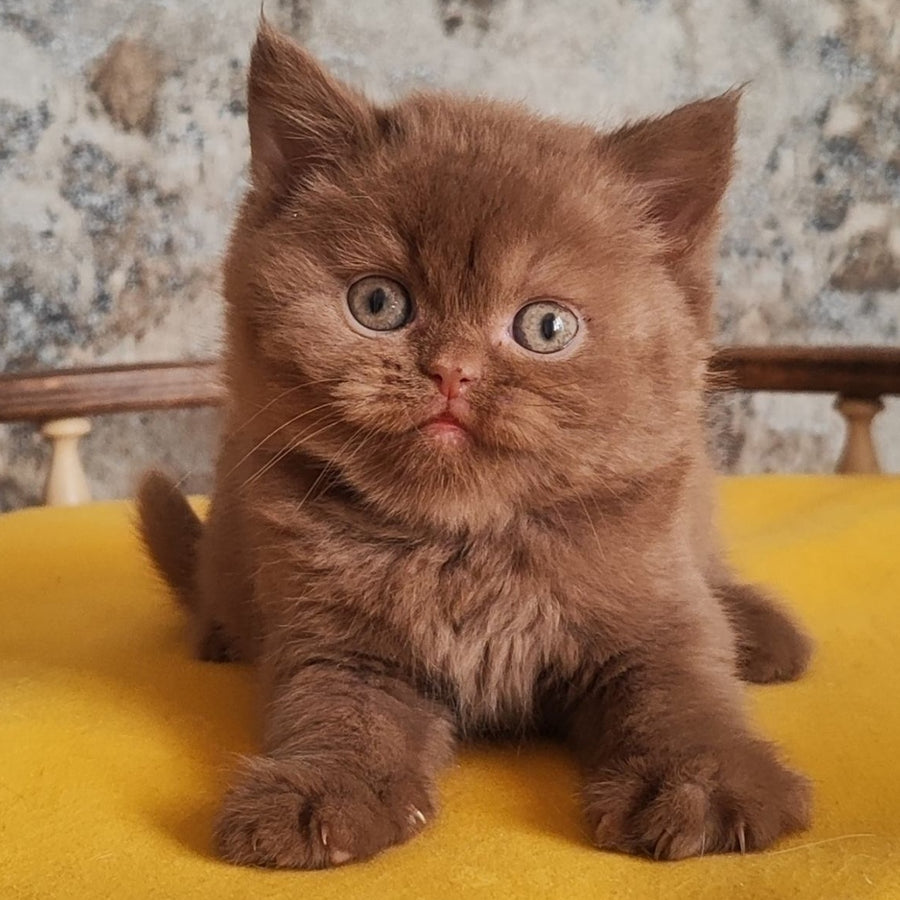 Barney British Shorthair male, cinnamon