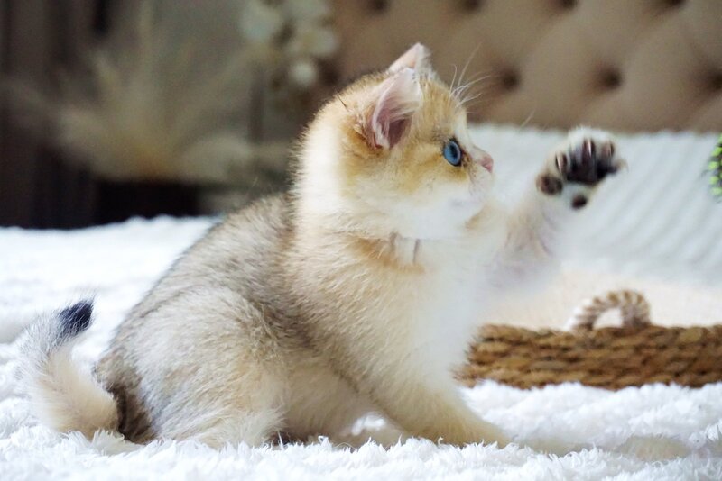 Gabi British Shorthair female, black golden shaded with white