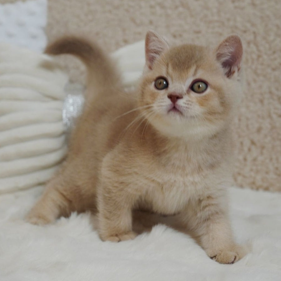 Winston British Shorthair male, fawn ticked tabby