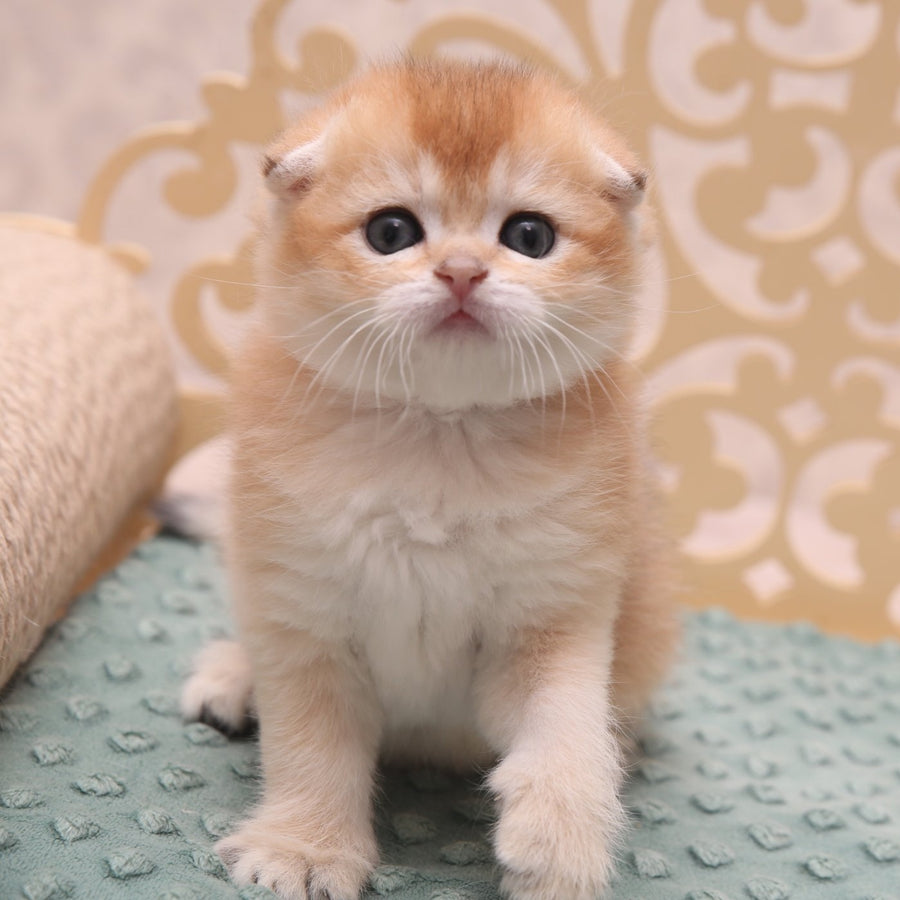 Icon Scottish Fold male, black golden shaded