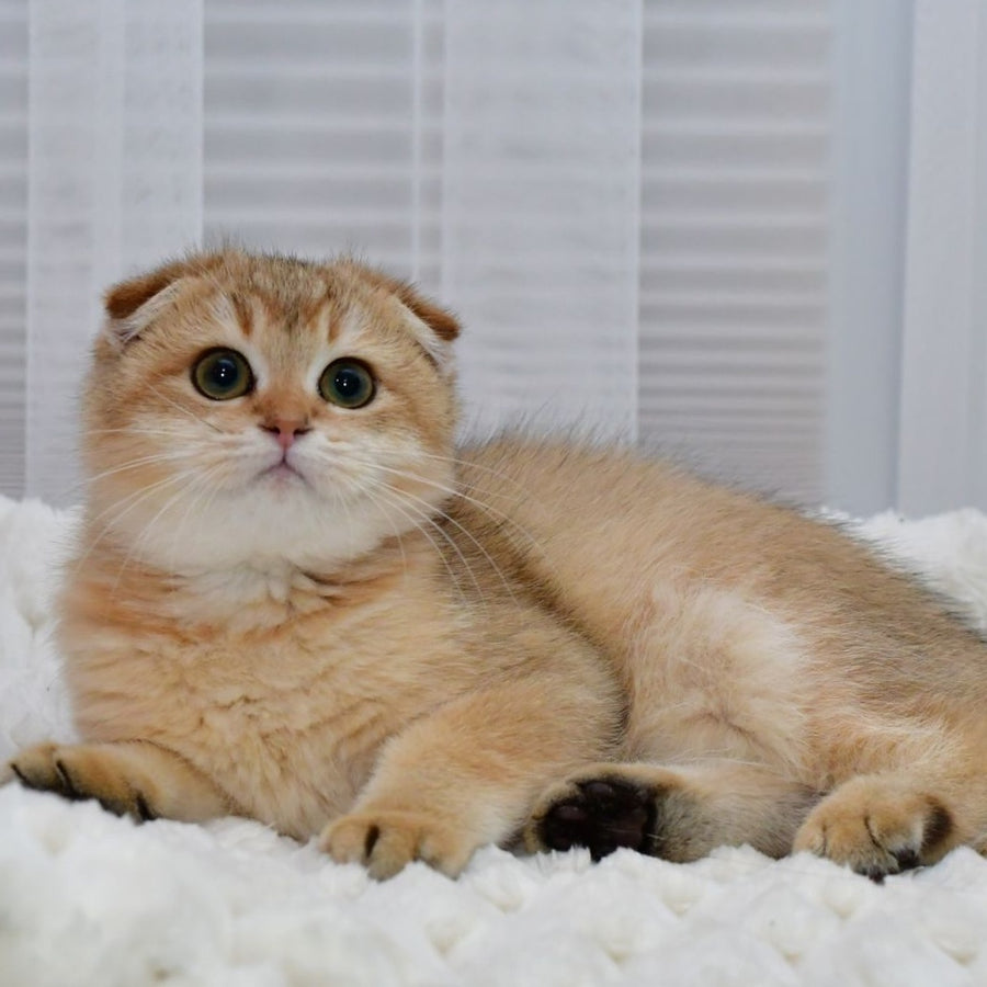 Maya Scottish Fold female, black golden shaded