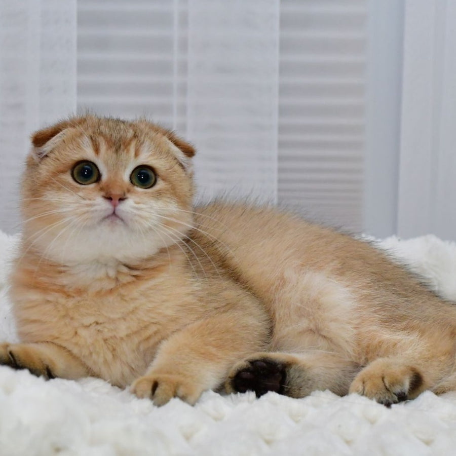 Maya Scottish Fold female, black golden shaded