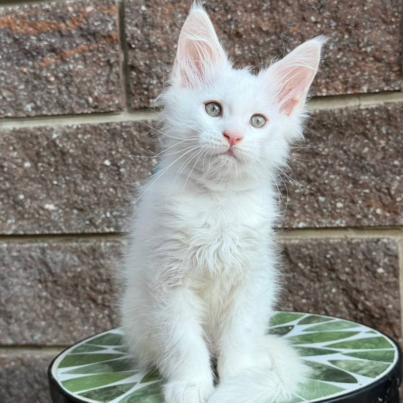 Ziggy Maine Coon male, white