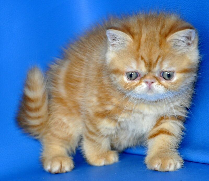 Fanta Exotic female, red tabby