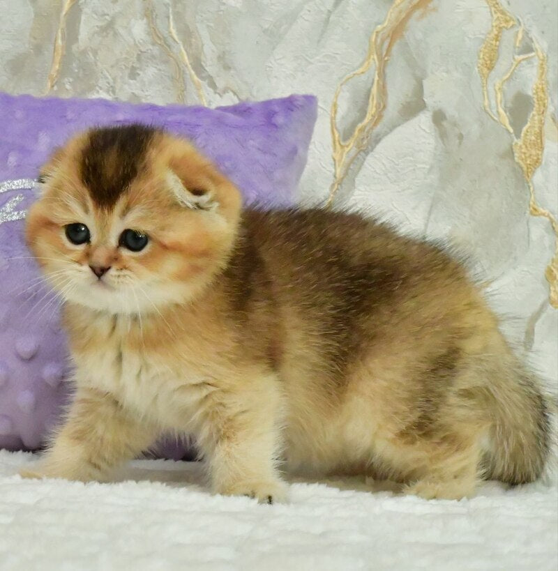 Joseph Scottish Fold male, black golden ticked tabby