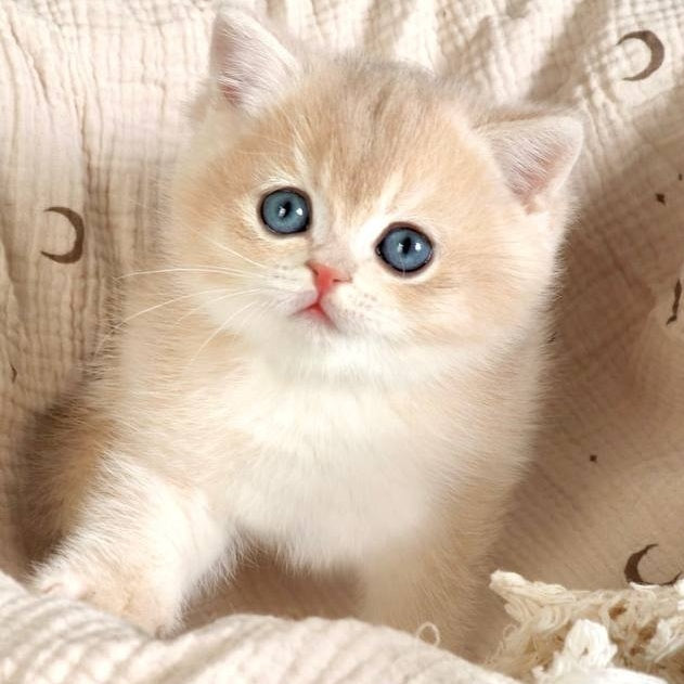 Yasha British Shorthair male, blue golden chinchilla