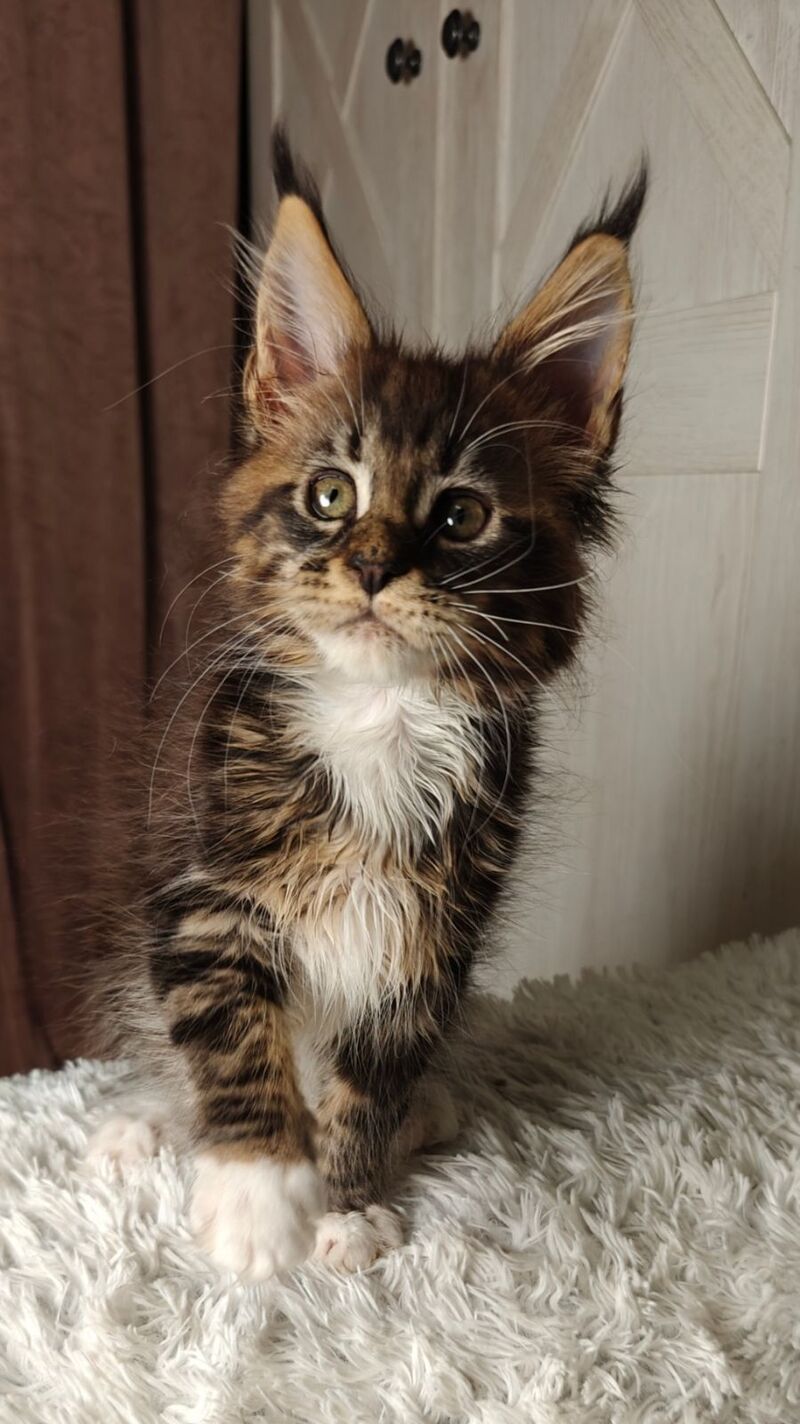 Quill Maine Coon female black tabby bicolour live animals