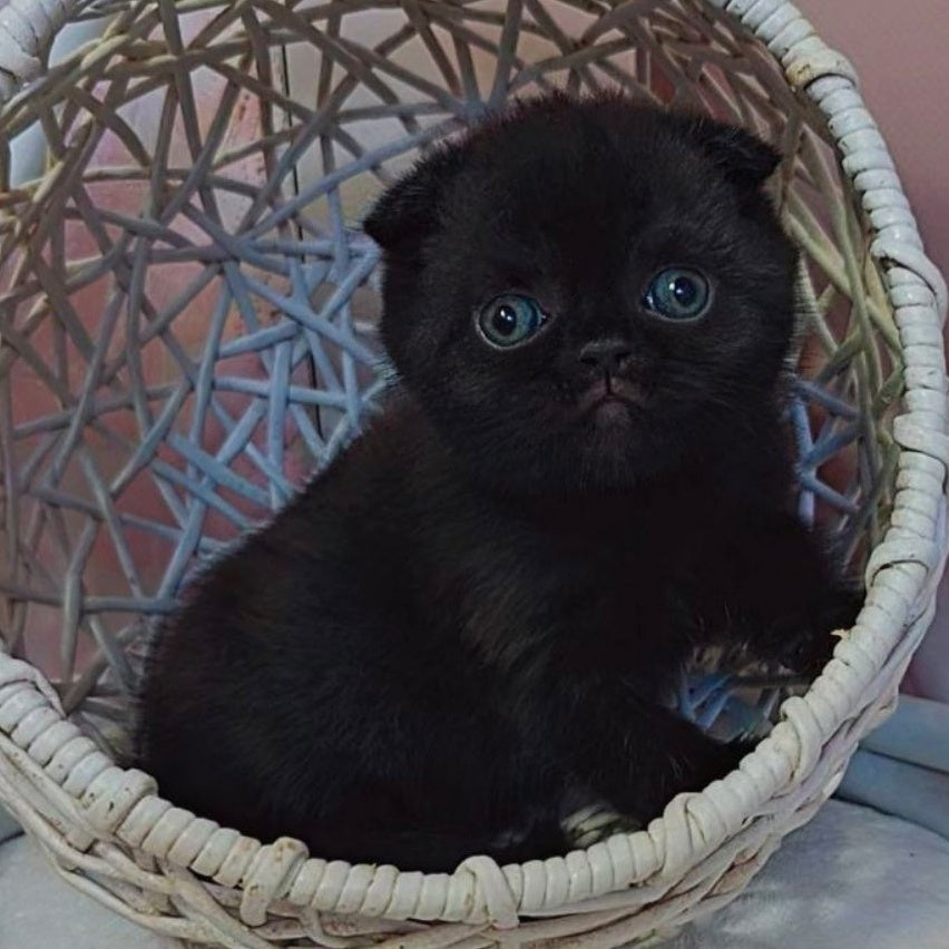Xander Scottish Fold male, black