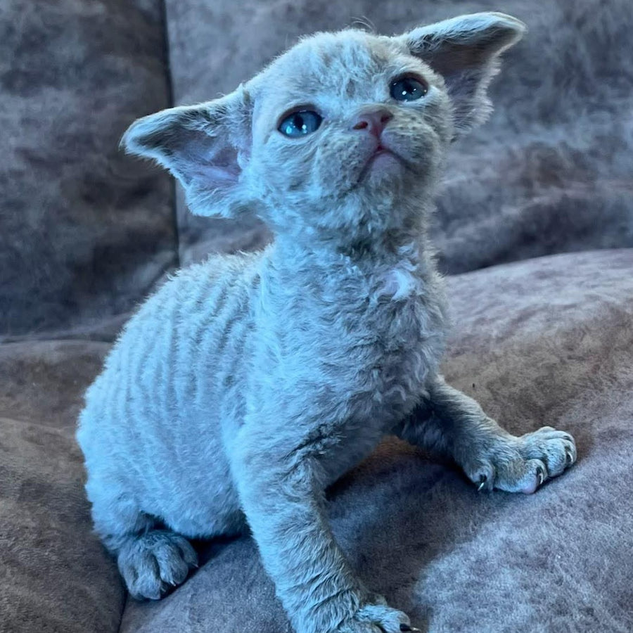 Vlad Devon Rex male, lilac