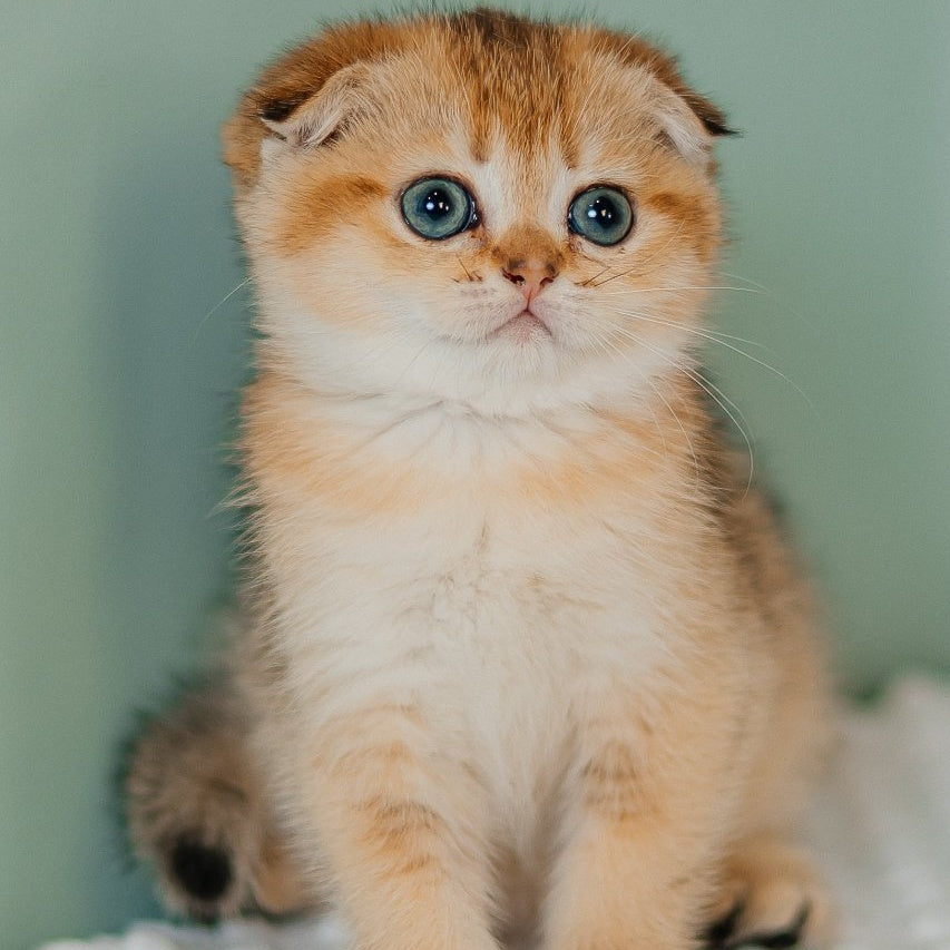 Diana Scottish Fold female, black golden ticked tabby