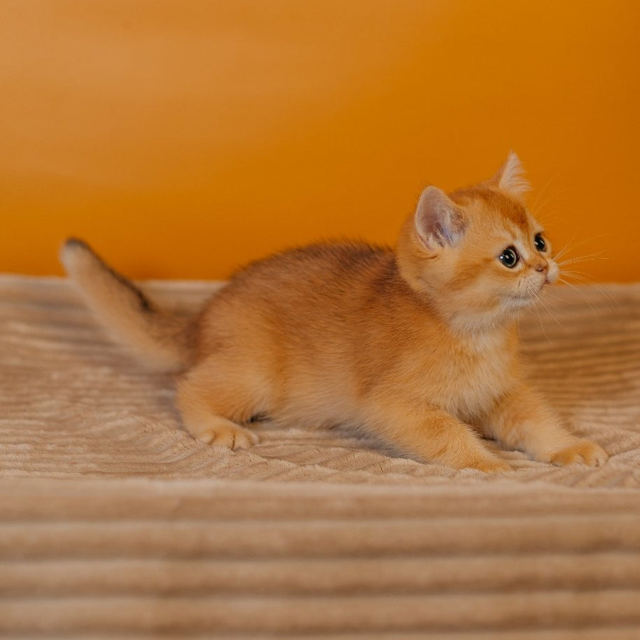 Ferrero Scottish Straight male, black golden chinchilla