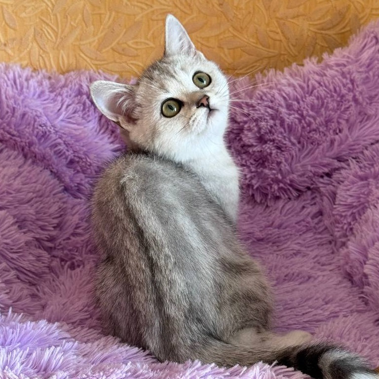 Stefani British Shorthair female, black silver tabby