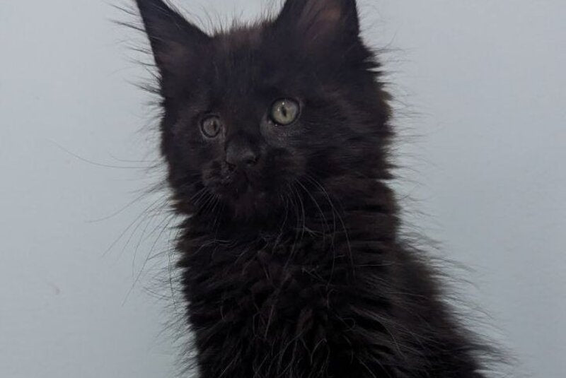 Cora Maine Coon female, black